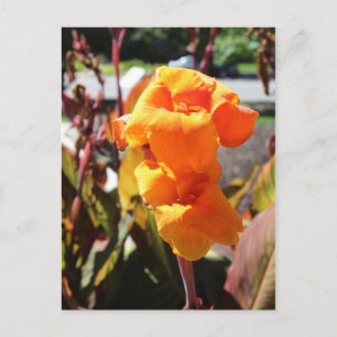 Postal Canna Lily Flower
