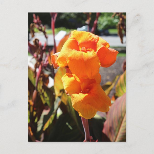 Postal Canna Lily Flower (Anverso)