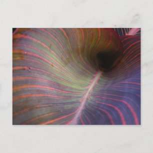 Postal Canna Lily leaf ~ postcard