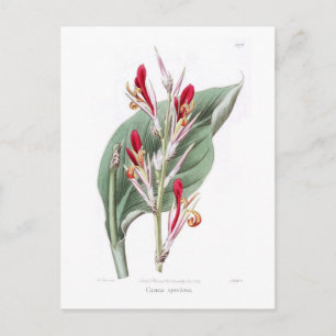 Postal Canna speciosa