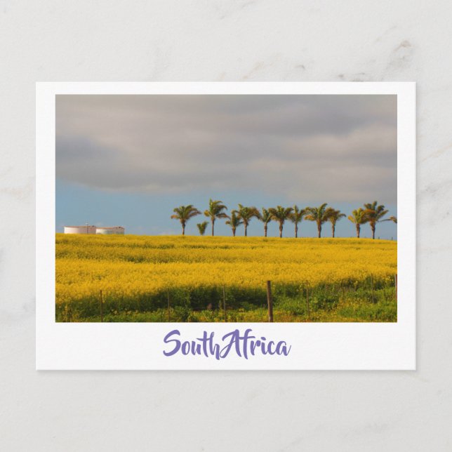 Postal Canola Fields Paisaje de Sudáfrica (Anverso)