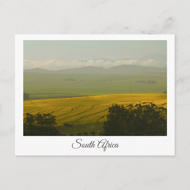 Postal Canola Fields Paisaje de Sudáfrica (Anverso)