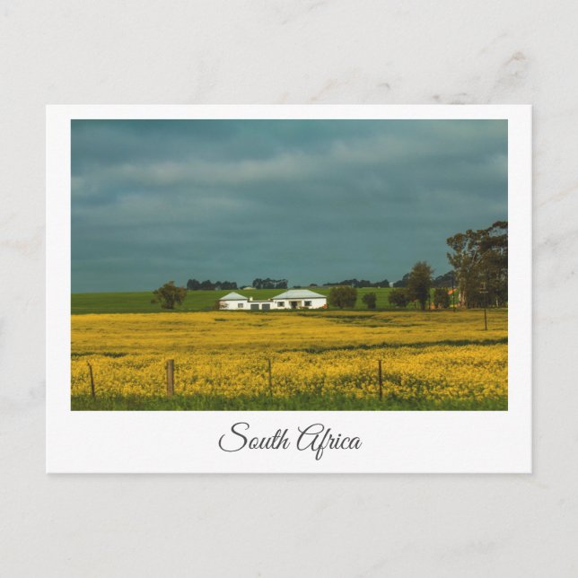 Postal Canola Fields Paisaje de Sudáfrica (Anverso)