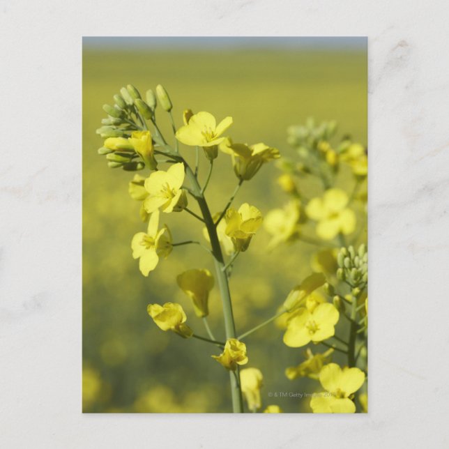 Postal Canola floreciendo en el campo. 3 (Anverso)
