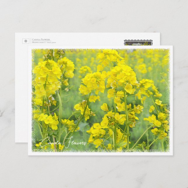 Postal Canola Flowers (Anverso / Reverso)