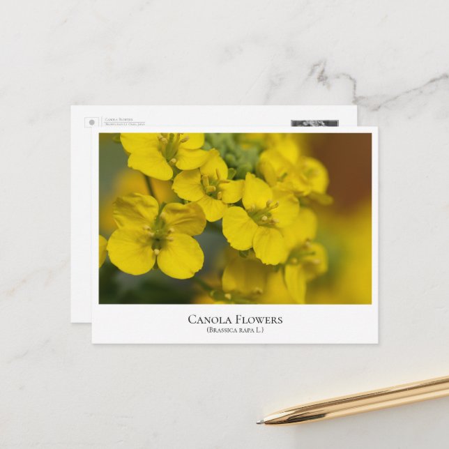 Postal Canola Flowers (Anverso/Reverso In Situ)