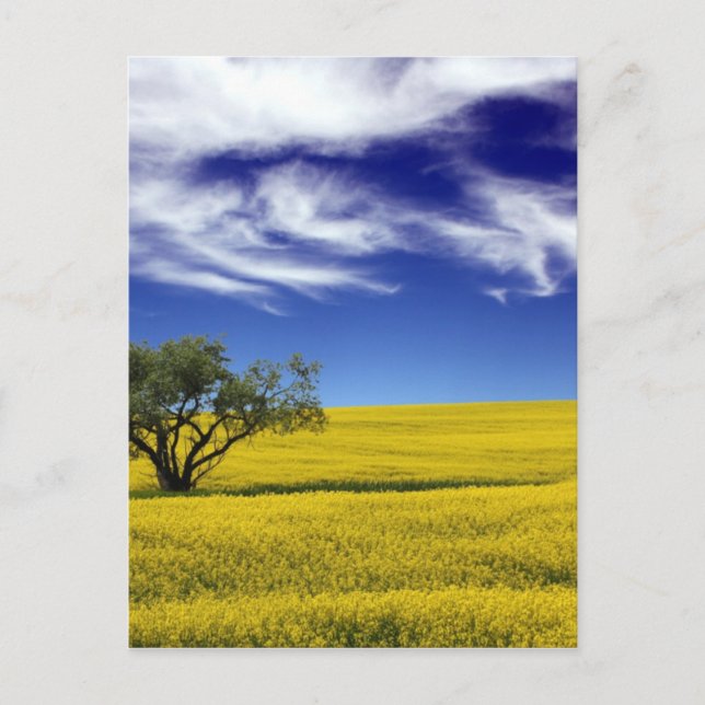 Postal Canola Sky, Saskatchewan, Canadá (Anverso)