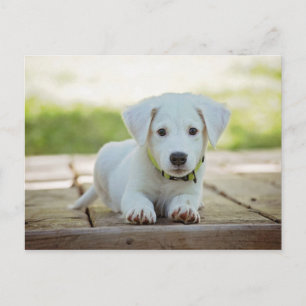 Postal Cañón blanco adorable canina de perro Mascota de c