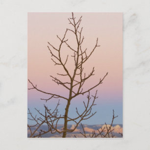Postal Cañón Bryce, Utah. Árbol desnudo frente a la puest