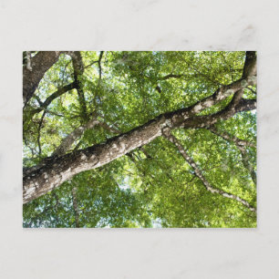 Postal Cañón de árbol de oliva BLack