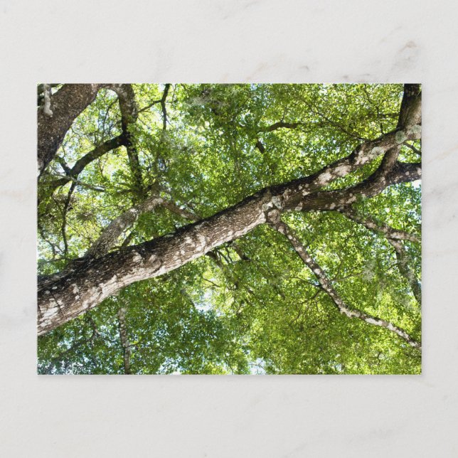 Postal Cañón de árbol de oliva BLack (Anverso)