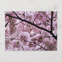 Postal Cañón de flores de cerezo rosa