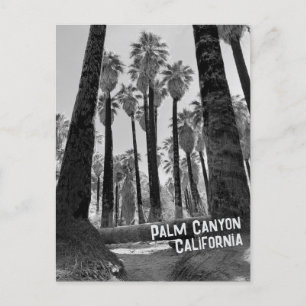 Postal Cañón de palma en California en blanco y negro