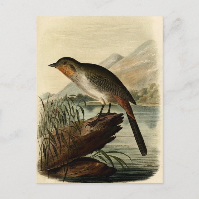 Postal Canon Finch (Anverso)