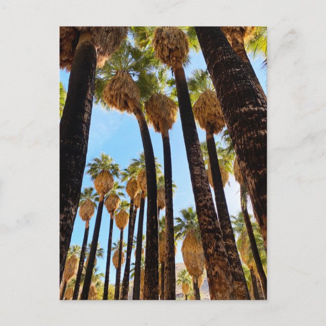 Postal Cañón Palm California (Anverso)