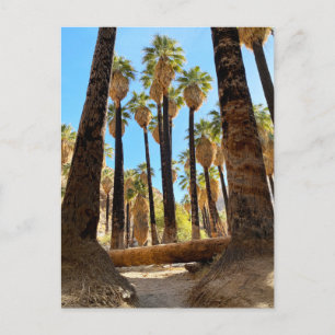 Postal Cañón Palm California