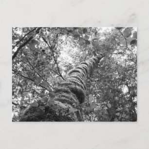 Postal canopy (b&w)