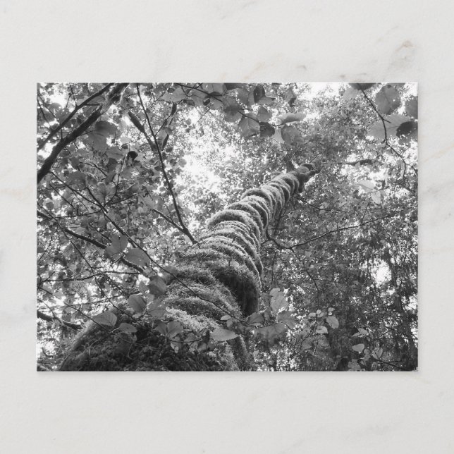 Postal canopy (b&w) (Anverso)