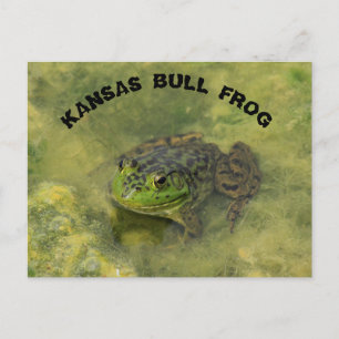 Postal Cansas Bull Frog cerraron sesión POST CARD