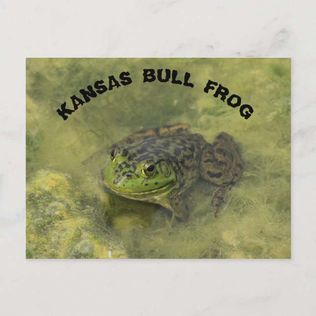 Postal Cansas Bull Frog cerraron sesión POST CARD (Anverso)