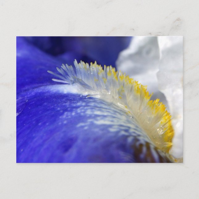 Postal ¡Cantando el Blues! (Anverso)