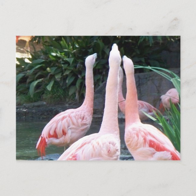 Postal Cantando flamencos (Anverso)