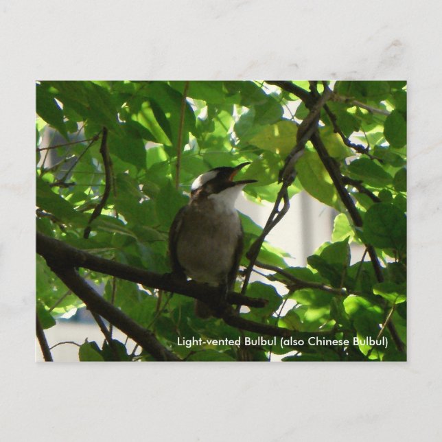 Postal Canto Bird/ Chinese Bulbul (Anverso)