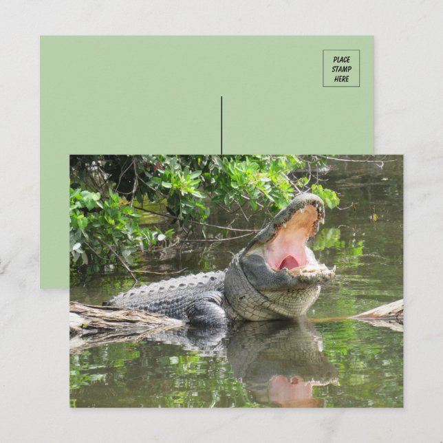 Postal Canto Florida Alligator con ID Box (Anverso / Reverso)