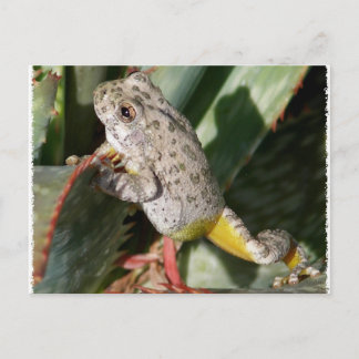 POSTAL CANYON TREEFROG