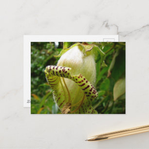 Postal Capanea Grandiflora