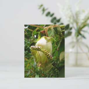 Postal Capanea Grandiflora