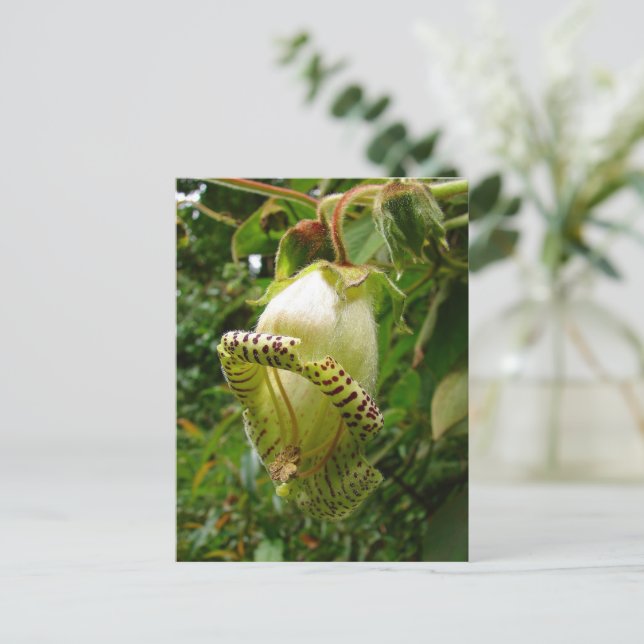 Postal Capanea Grandiflora (Anverso de pie)