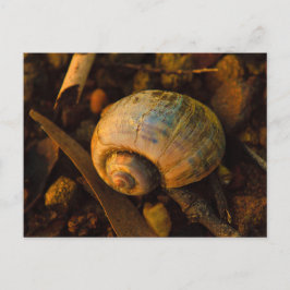 Postal Caparazón de caracol en la puesta de sol de la cos