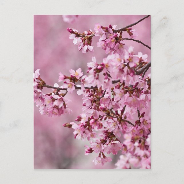 Postal Capas pastel de rosa de flor de cerezo Sakura (Anverso)