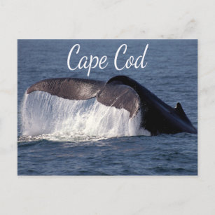 Postal Cape Cod, Provincetown Massachusetts Postcard