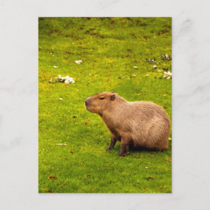 Postal Capibara