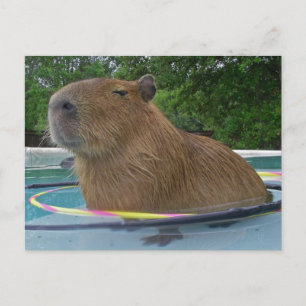 Postal Capibara de piscina