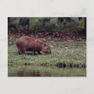 Postal Capibara (Hydrochoerus hidrochaeris)