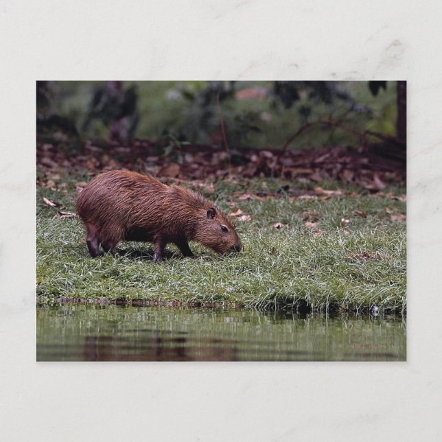 Postal Capibara (Hydrochoerus hidrochaeris) (Anverso)