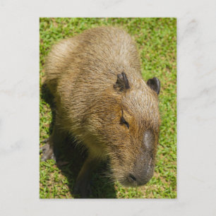 Postal Capibara relajado en la hierba verde
