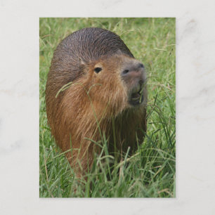 Postal Caplin Rous eat Grass
