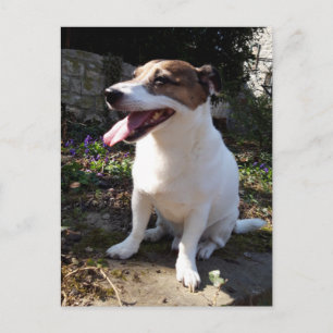 Postal Capo von Oppenheim, Jack Russell Terrier Dog