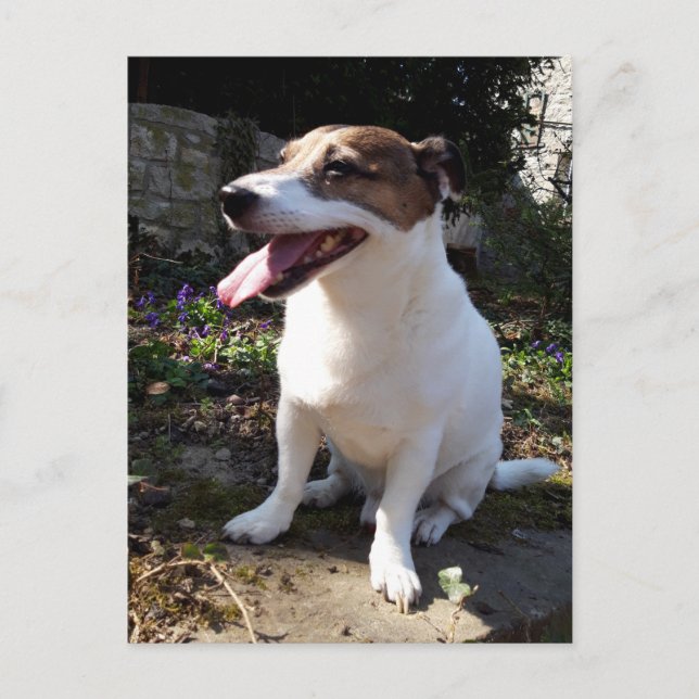 Postal Capo von Oppenheim, Jack Russell Terrier Dog (Anverso)