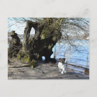 Capo von Oppenheim, Jack Russell Terrier Dog
