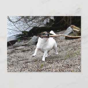 Postal Capo von Oppenheim, Jack Russell Terrier Dog