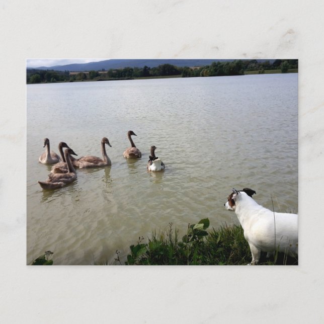 Postal Capo von Oppenheim, Jack Russell Terrier Dog (Anverso)