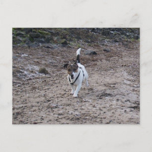 Postal Capo von Oppenheim, Jack Russell Terrier Dog