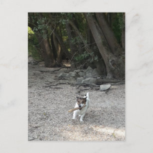 Postal Capo von Oppenheim, Jack Russell Terrier Dog