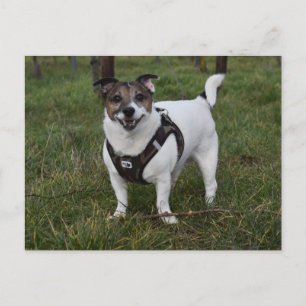 Postal Capo von Oppenheim, Jack Russell Terrier Dog