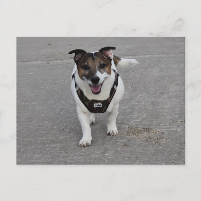 Postal Capo von Oppenheim, Jack Russell Terrier Dog (Anverso)